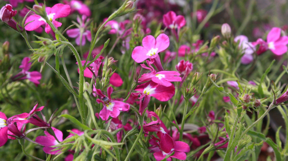 Lobelka (Lobelia)