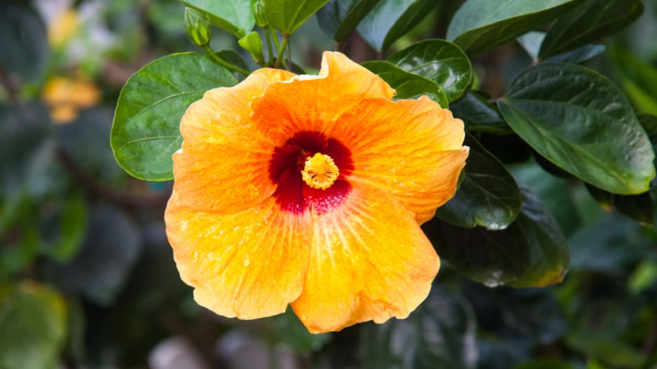 ibišek čínský (Hibiscus rosa-sinensis) 