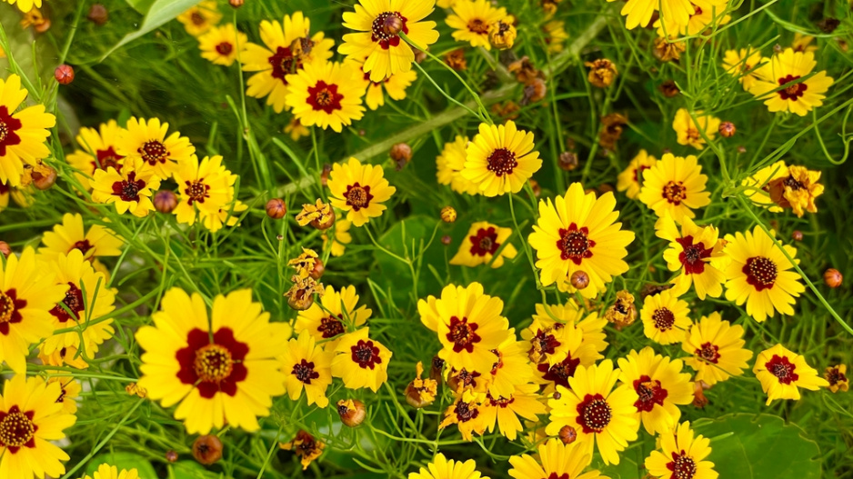 Krásnoočko (Coreopsis) 