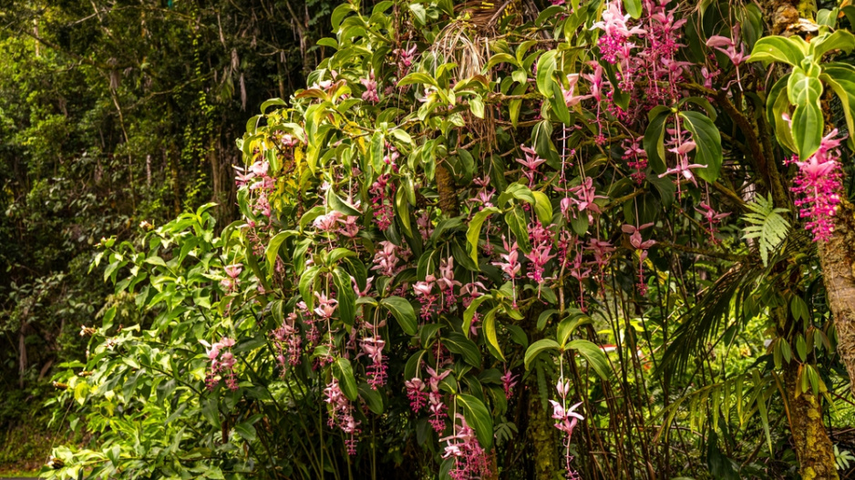 Tupoušek sloní, tupoušek pyšný, medinila (Medinilla magnifica)