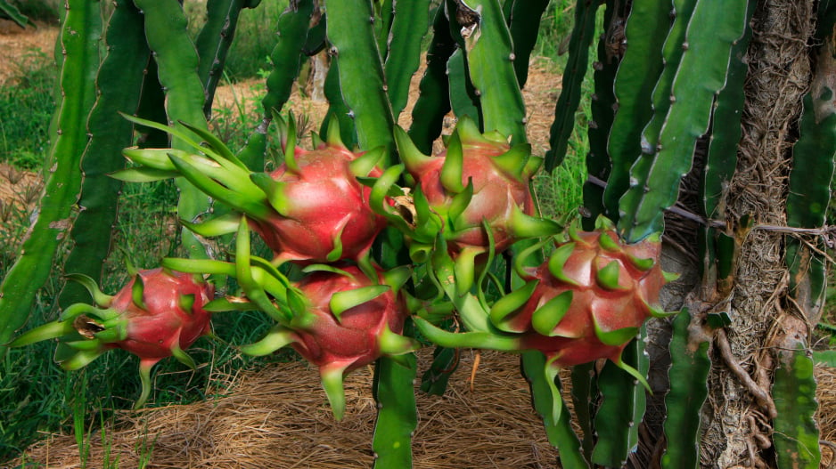 Hylocereus undatus