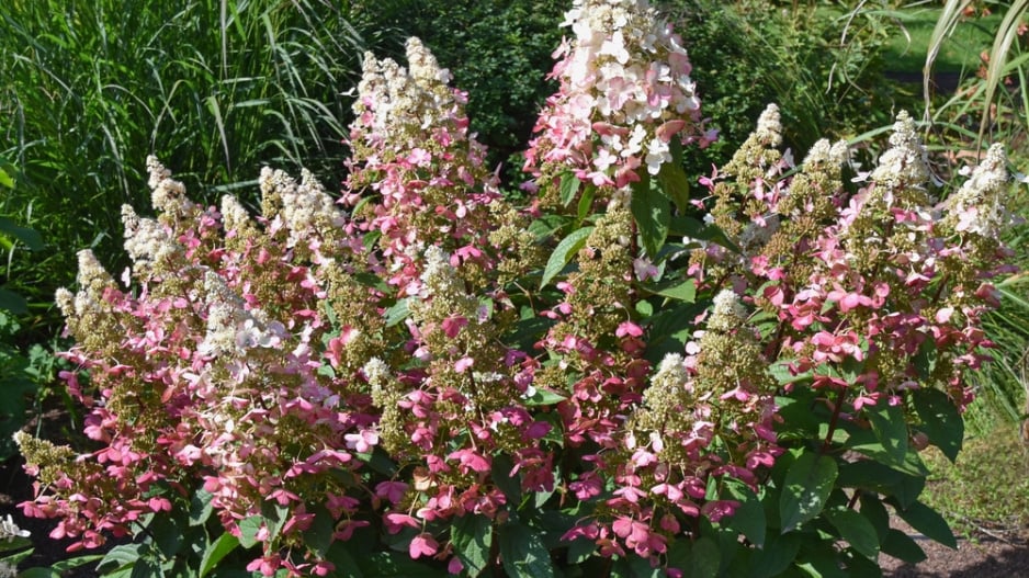 Hydrangea paniculata