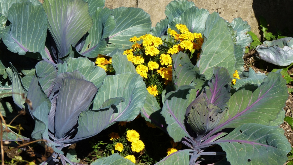Afrikán (Tagetes) Afrikán (Tagetes)