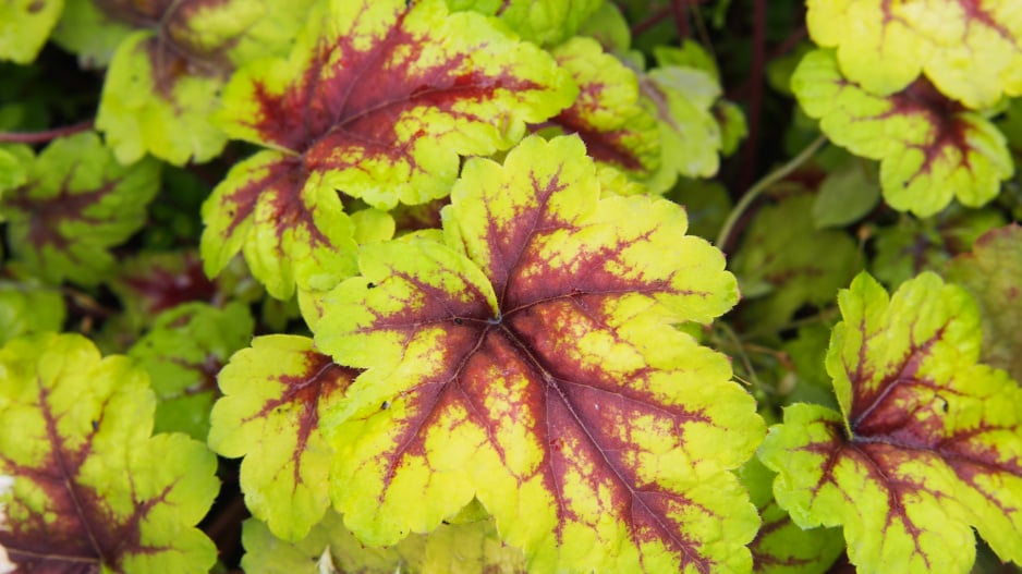 x Heucherella 