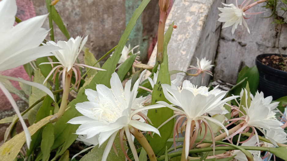 Epiphyllum Epiphyllum