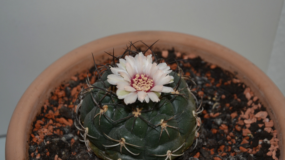 Gymnocalycium Gymnocalycium