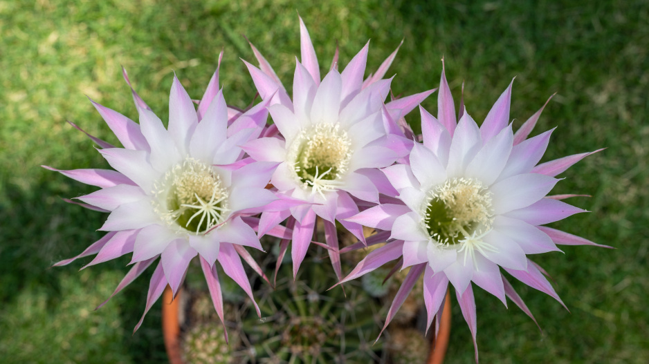 Echinopsis Echinopsis