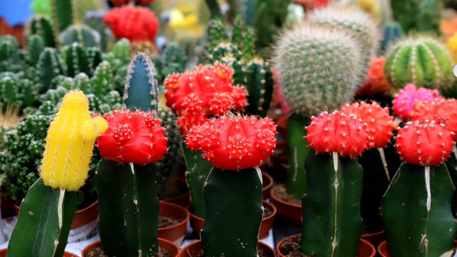 Gymnocalycium Gymnocalycium