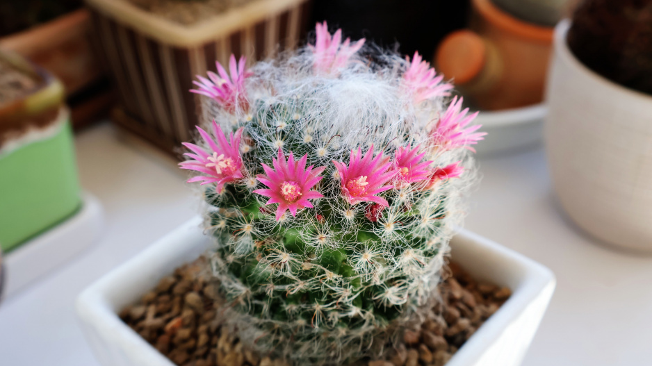 Mammillaria Mammillaria
