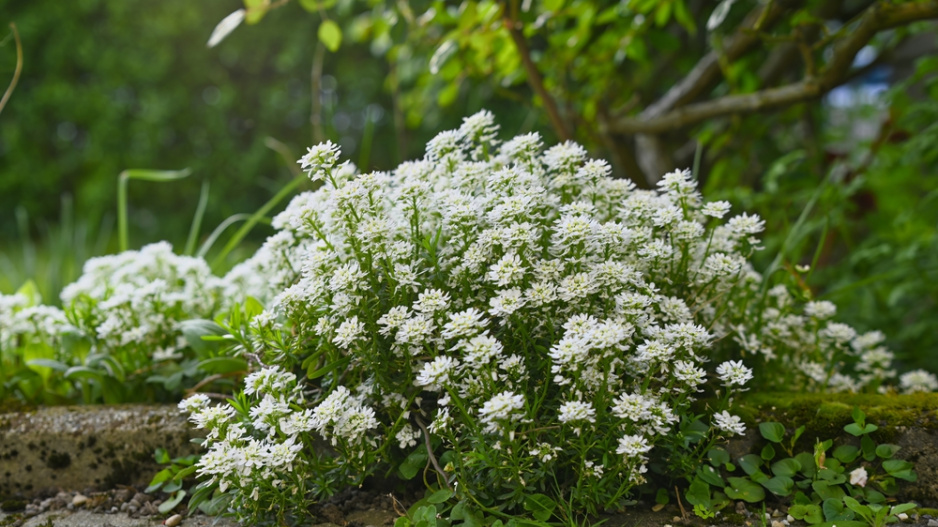 Iberka vždyzelená (Iberis sempervirens)  Iberka vždyzelená (Iberis sempervirens)