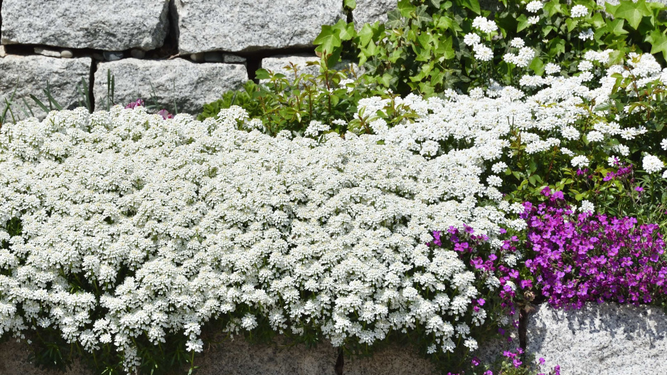Iberka vždyzelená (Iberis sempervirens)  Iberka vždyzelená (Iberis sempervirens)