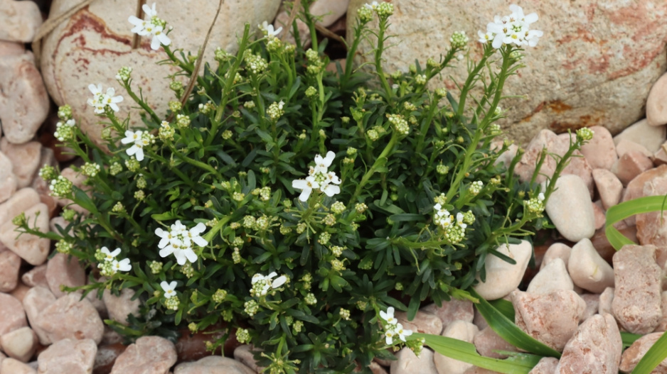 Iberka vždyzelená (Iberis sempervirens)  Iberka vždyzelená (Iberis sempervirens)