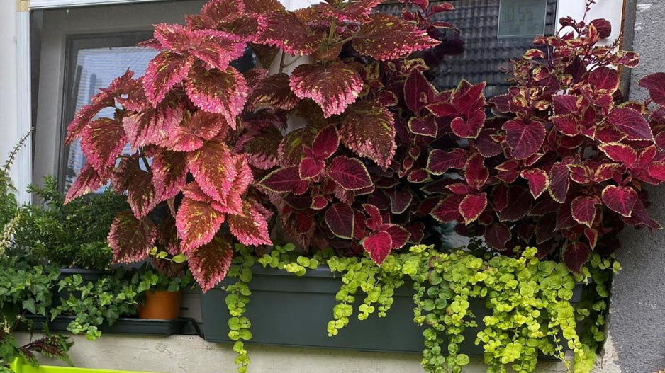 balkon bez květů balkon bez květů