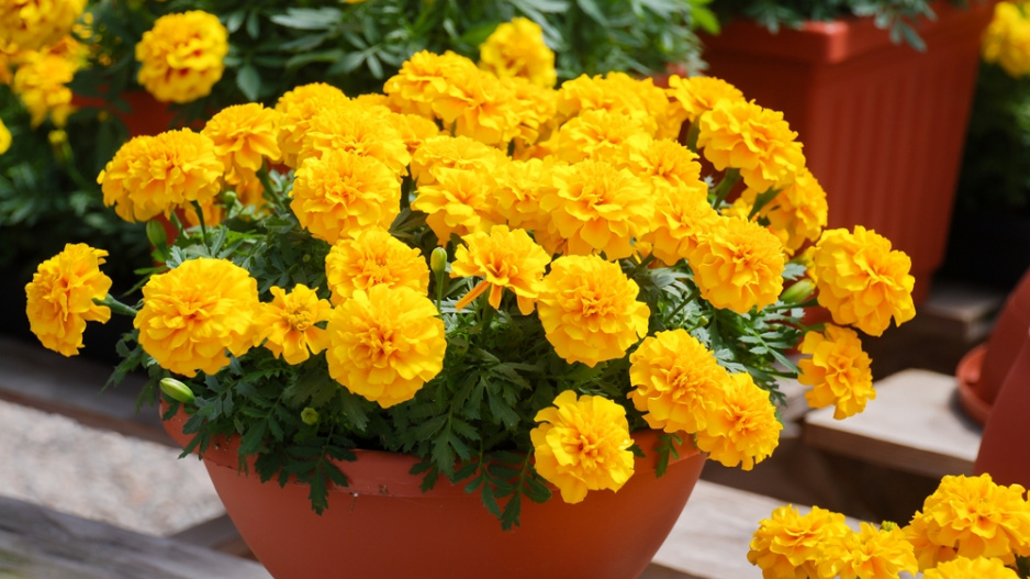 Afrikán neboli aksamitník rozkladitý (Tagetes patula)  Afrikán neboli aksamitník rozkladitý (Tagetes patula)