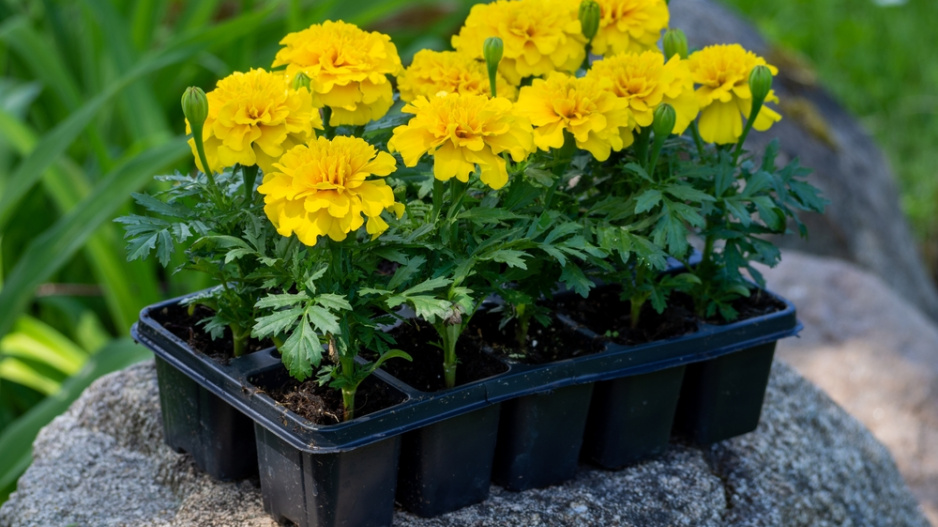 Afrikán neboli aksamitník rozkladitý (Tagetes patula)  Afrikán neboli aksamitník rozkladitý (Tagetes patula)