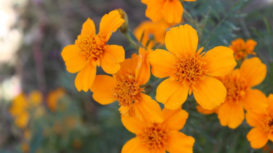 Afrikán neboli aksamitník rozkladitý (Tagetes patula)  Afrikán neboli aksamitník rozkladitý (Tagetes patula)