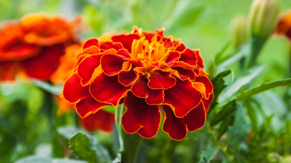 Afrikán neboli aksamitník rozkladitý (Tagetes patula)  Afrikán neboli aksamitník rozkladitý (Tagetes patula)