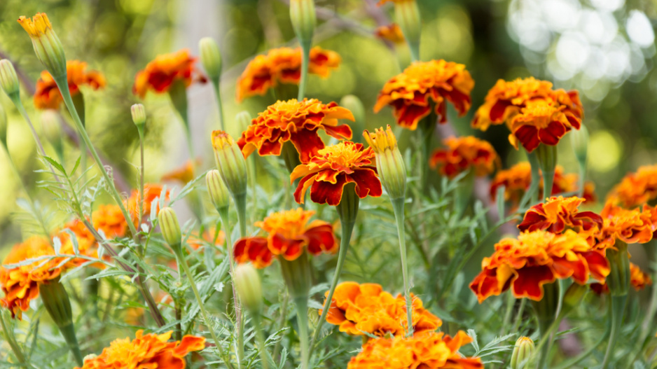Afrikán neboli aksamitník rozkladitý (Tagetes patula)  Afrikán neboli aksamitník rozkladitý (Tagetes patula)