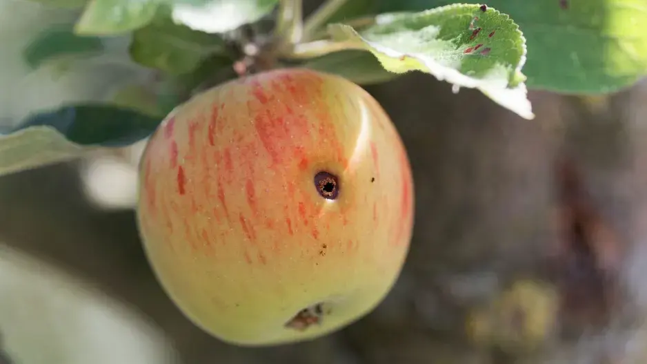 Jablko s dírkou Jablko s dírkou