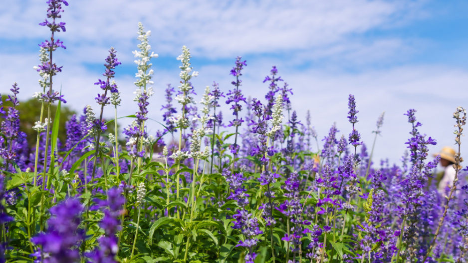 Šalvěj lékařská (Salvia officinalis) Šalvěj lékařská (Salvia officinalis)