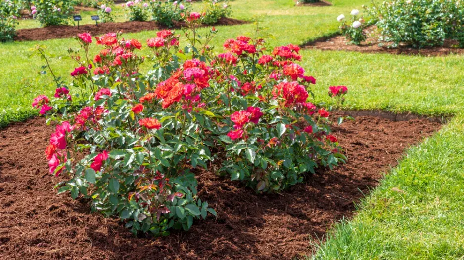 Mulčování růží  Mulčování růží