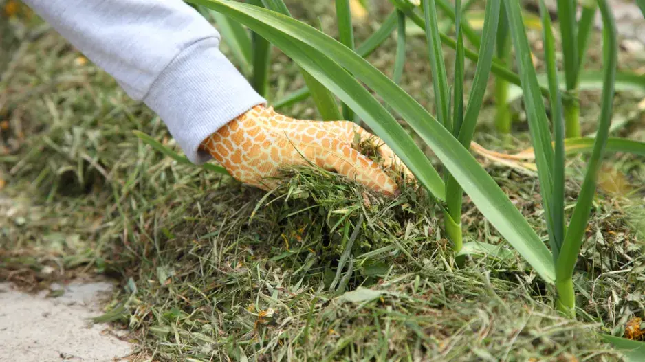 Mulčování trávou  Mulčování trávou
