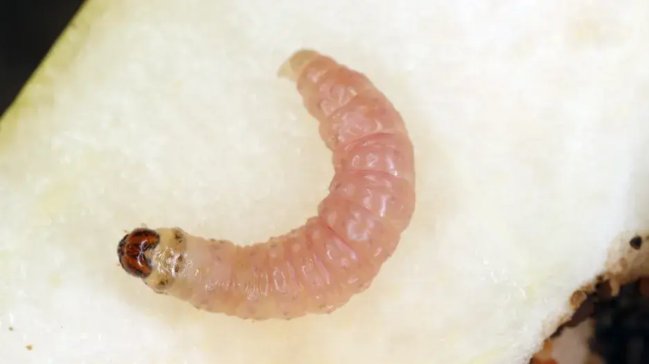 Obaleč jablečný  Obaleč jablečný