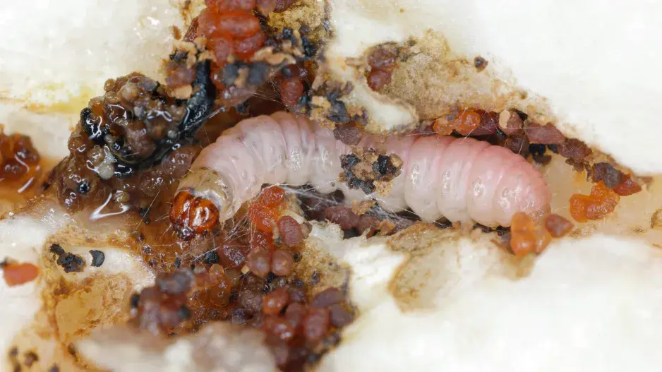 Cestička obaleče  Cestička obaleče