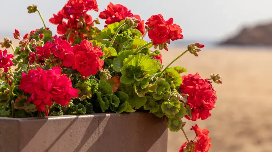 Muškáty  Muškáty