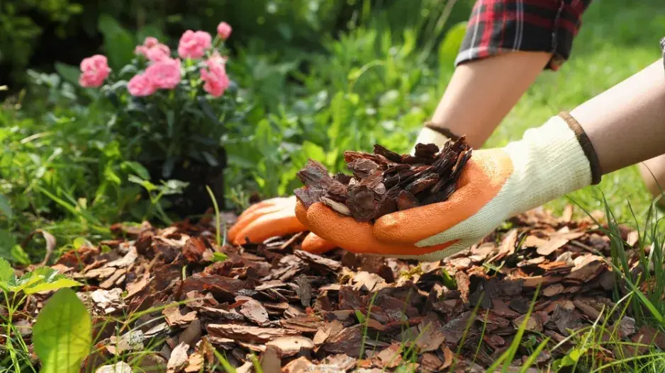 Mulčování kůrou  Mulčování kůrou