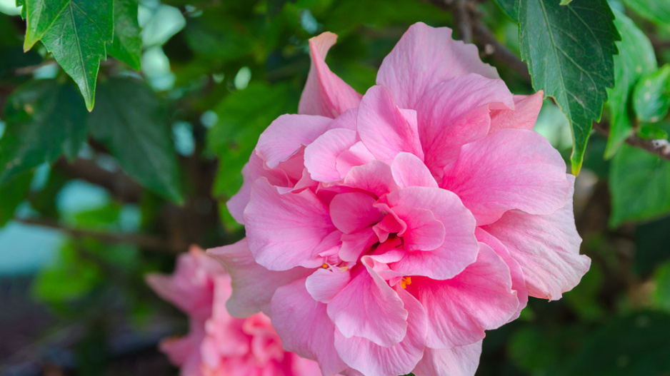 Ibišek syrský (Hibiscus syriacus)  Ibišek syrský (Hibiscus syriacus)