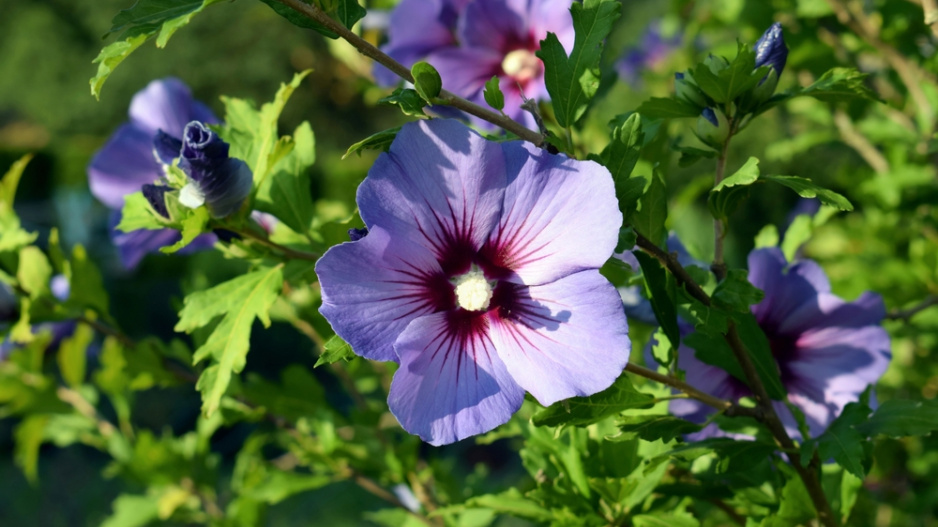 Ibišek syrský (Hibiscus syriacus)  Ibišek syrský (Hibiscus syriacus)