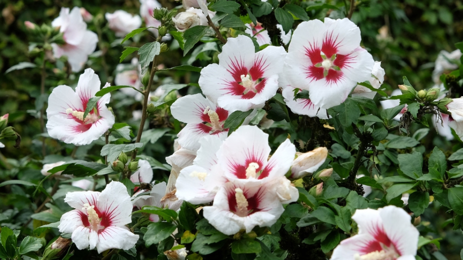 Ibišek syrský (Hibiscus syriacus)  Ibišek syrský (Hibiscus syriacus)