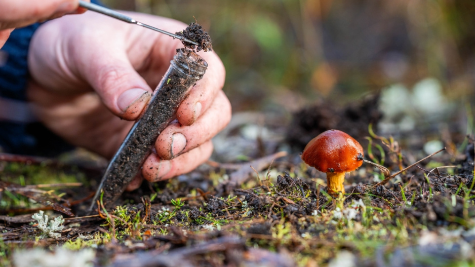 Odběr mykorhizy  Odběr mykorhizy