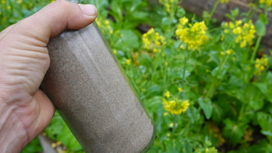 Mykorhiza  Mykorhiza