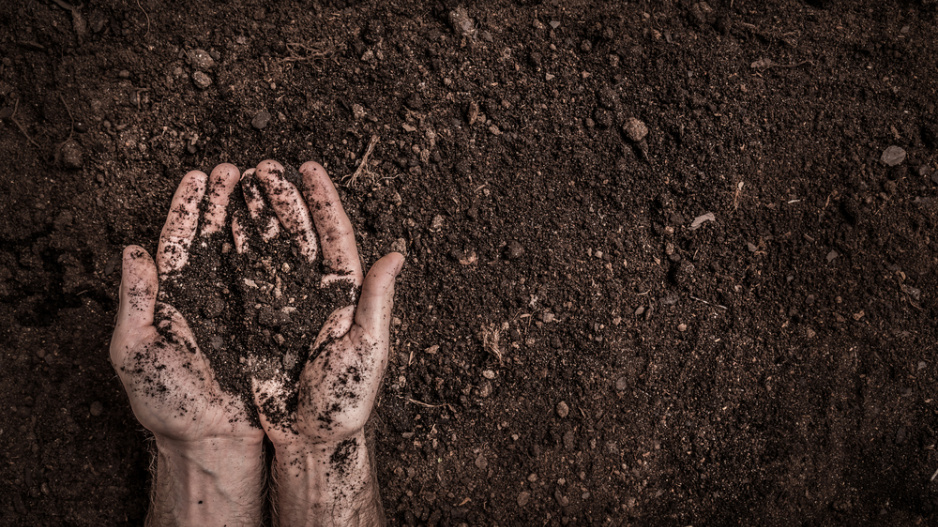 Mykorhiza v půdě  Mykorhiza v půdě