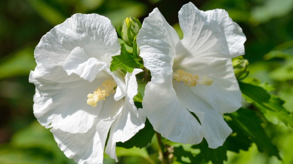 Ibišek syrský (Hibiscus syriacus)  Ibišek syrský (Hibiscus syriacus)