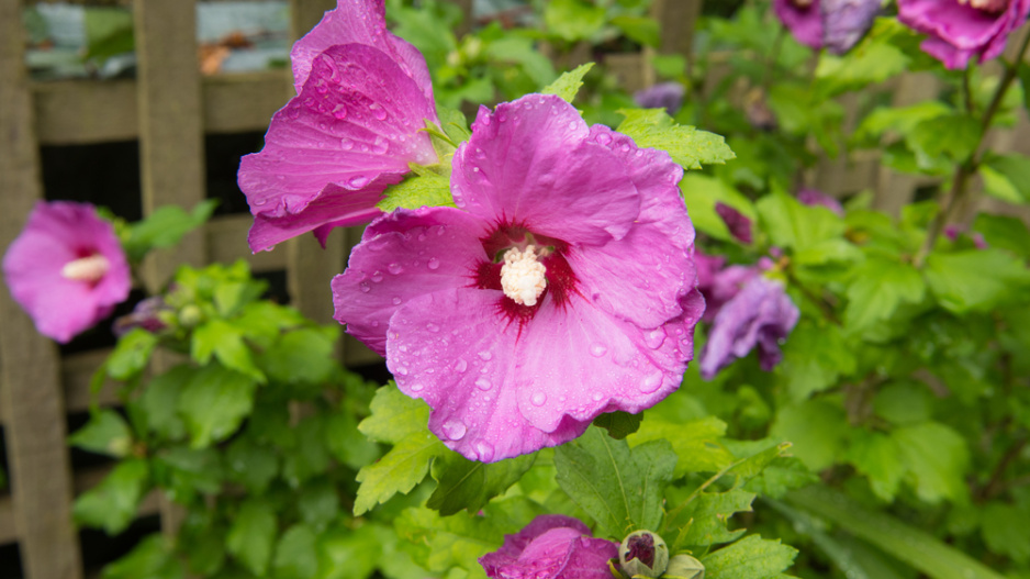 Ibišek syrský (Hibiscus syriacus)  Ibišek syrský (Hibiscus syriacus)