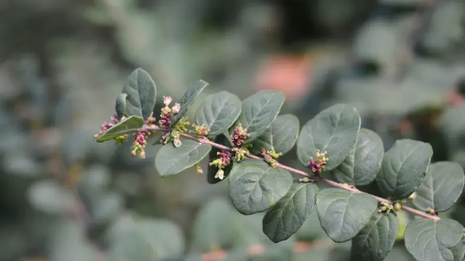 Pámelník červenoplodý (Symphoricarpos orbiculatus) Pámelník červenoplodý (Symphoricarpos orbiculatus)