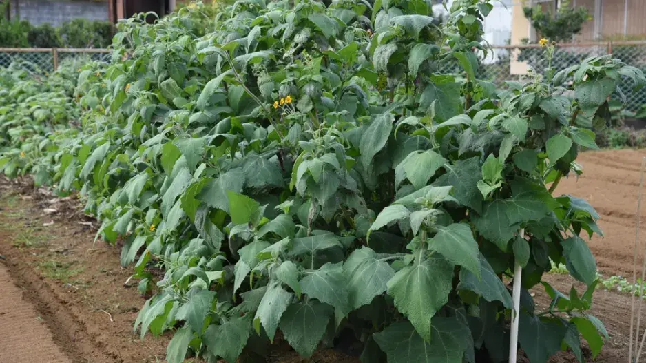 Jakon (Smallanthus sonchifolius)  Jakon (Smallanthus sonchifolius)