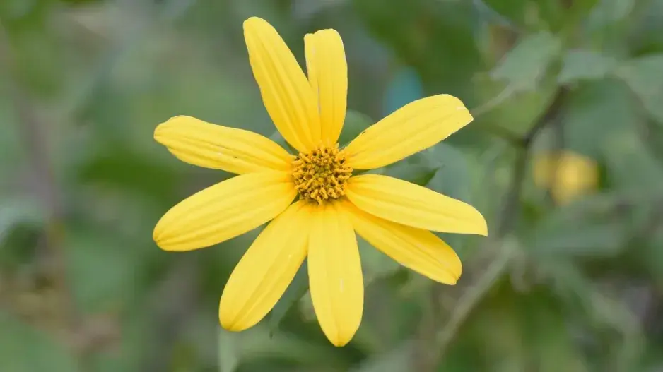 Jakon (Smallanthus sonchifolius)  Jakon (Smallanthus sonchifolius)
