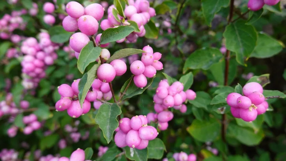 Pámelník červenoplodý (Symphoricarpos orbiculatus) Pámelník červenoplodý (Symphoricarpos orbiculatus)