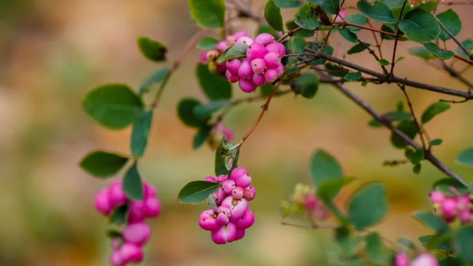 Pámelník červenoplodý (Symphoricarpos orbiculatus) Pámelník červenoplodý (Symphoricarpos orbiculatus)