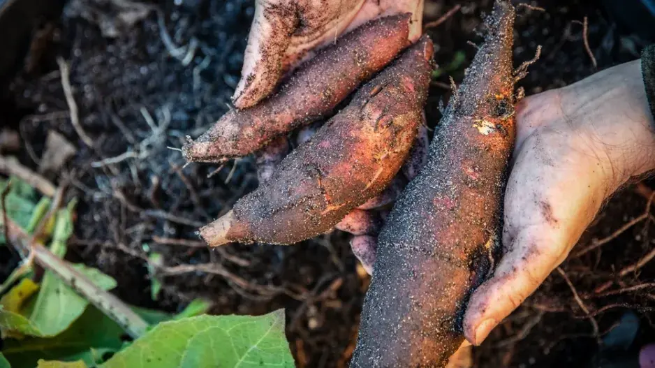 Jakon (Smallanthus sonchifolius)  Jakon (Smallanthus sonchifolius)