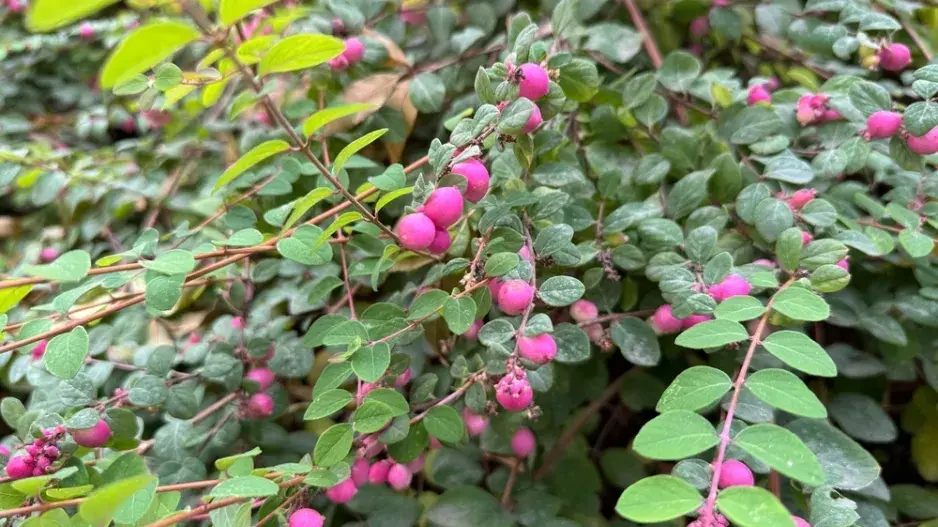 Pámelník červenoplodý (Symphoricarpos orbiculatus) Pámelník červenoplodý (Symphoricarpos orbiculatus)