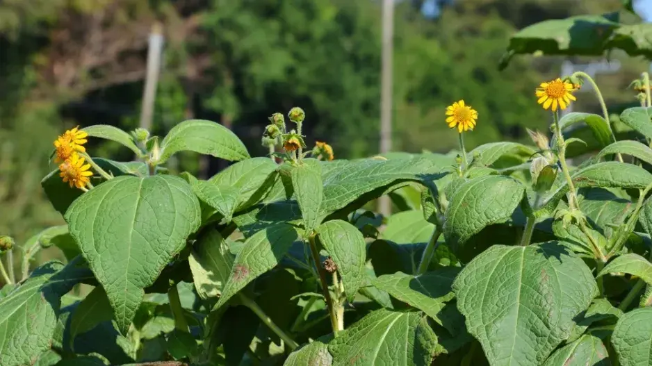 Jakon (Smallanthus sonchifolius)  Jakon (Smallanthus sonchifolius)
